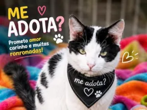 Gato raça SRD-ViraLata idade 3 anos nome Sid