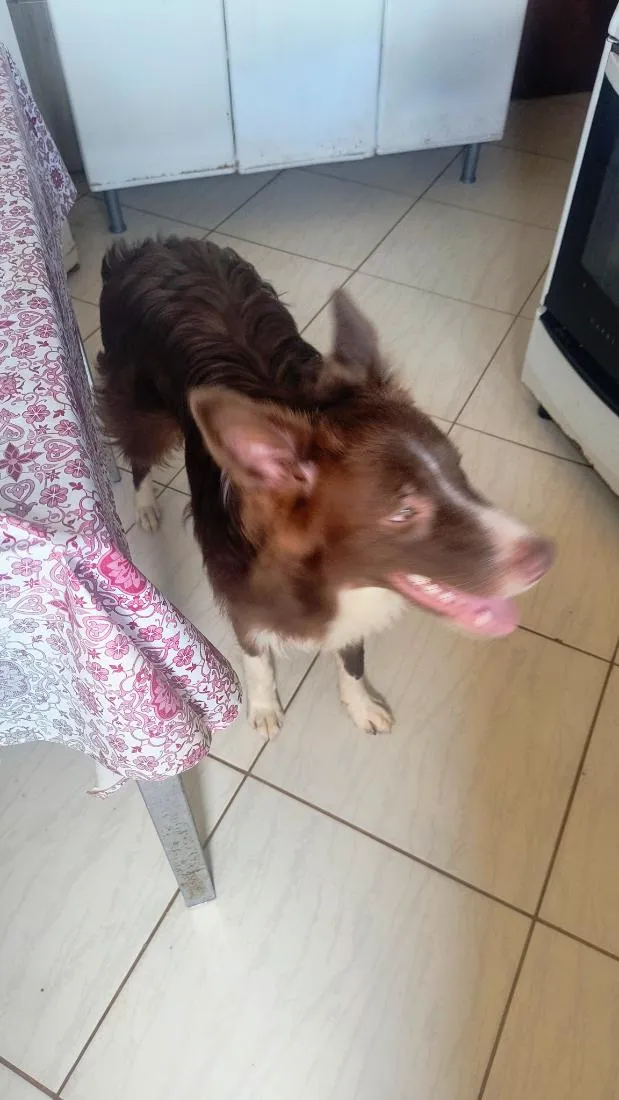 Cachorro raça border collie idade 7 a 11 meses nome Thor