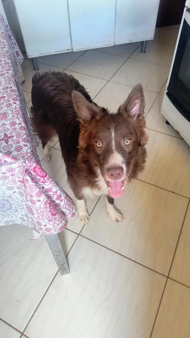 Cachorro raça border collie idade 7 a 11 meses nome Thor
