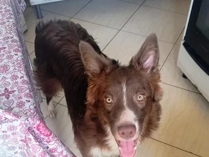 Cachorro raça border collie idade 7 a 11 meses nome Thor