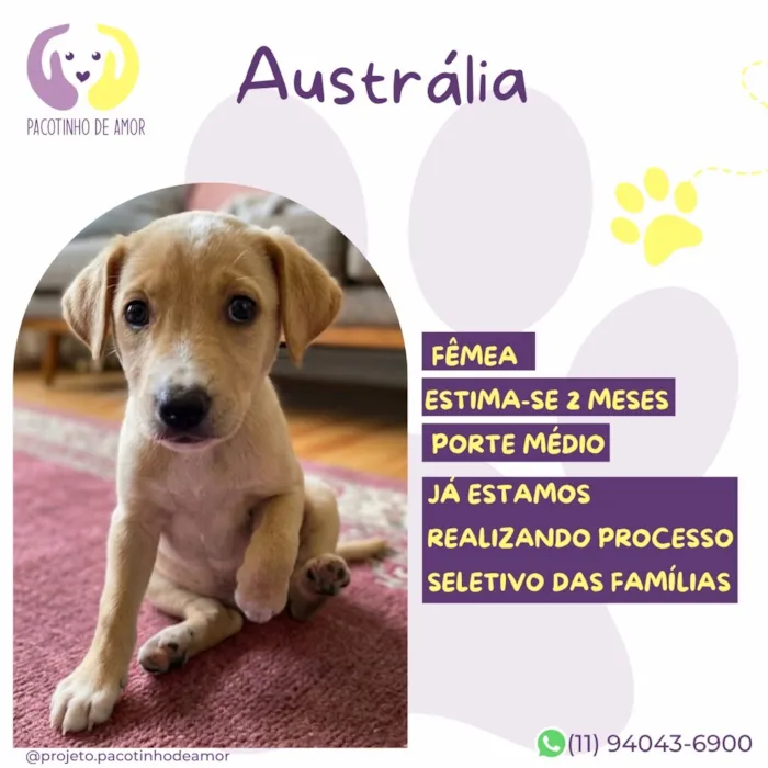 Cachorro raça SRD-ViraLata idade 2 a 6 meses nome Austrália 