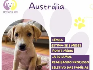 Cachorro raça SRD-ViraLata idade 2 a 6 meses nome Austrália 