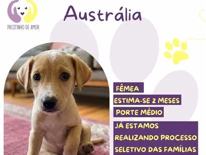 Cachorro raça SRD-ViraLata idade 2 a 6 meses nome Austrália 