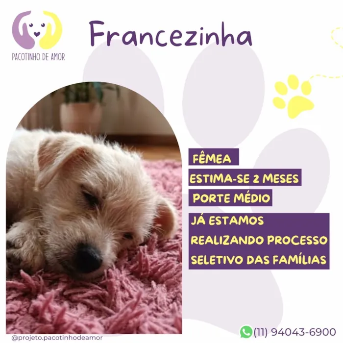 Cachorro raça SRD-ViraLata idade 2 a 6 meses nome Francezinha
