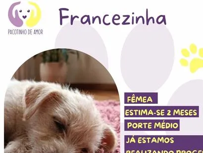 Cachorro raça SRD-ViraLata idade 2 a 6 meses nome Francezinha