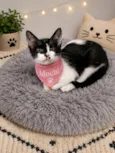 Mochi
