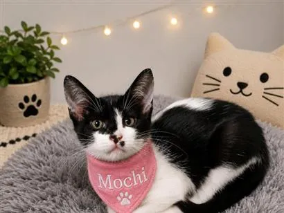 Gato raça SRD-ViraLata idade 2 a 6 meses nome Mochi