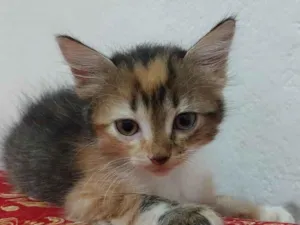 Gato raça SRD-ViraLata idade 2 a 6 meses nome SOL