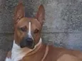 Félix