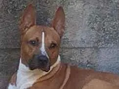 Cachorro raça SRD-ViraLata idade 4 anos nome Félix