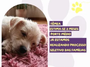 Cachorro raça SRD-ViraLata idade 2 a 6 meses nome Francezinha