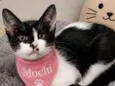 Mochi
