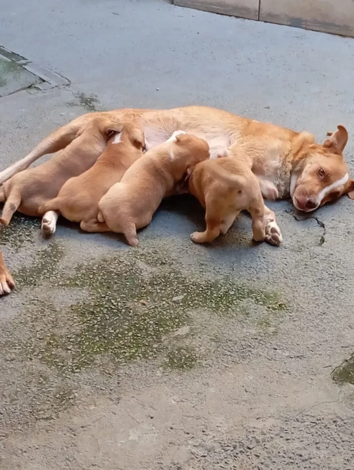 Cachorro raça SRD-ViraLata idade Abaixo de 2 meses nome Sem nome ainda