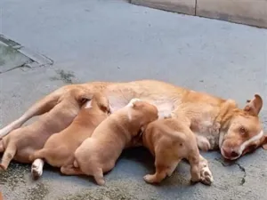 Cachorro raça SRD-ViraLata idade Abaixo de 2 meses nome Sem nome ainda