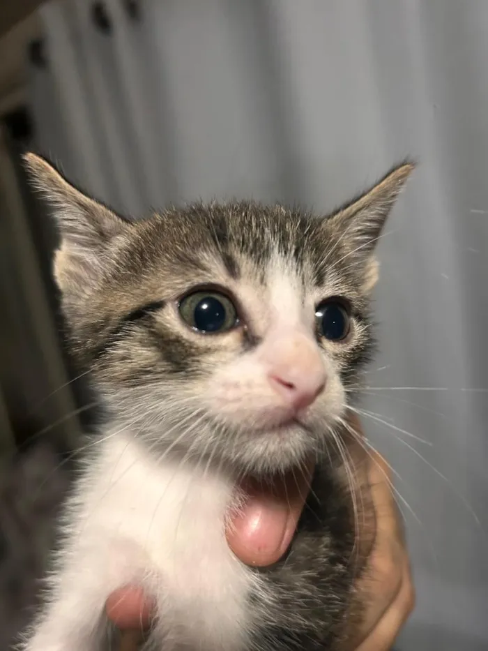 Gato raça SRD-ViraLata idade Abaixo de 2 meses nome não tem nomes.