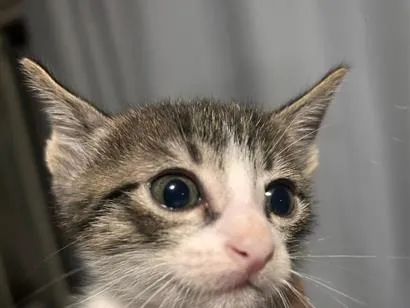 Gato raça SRD-ViraLata idade Abaixo de 2 meses nome não tem nomes.