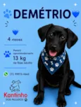Demétrio 