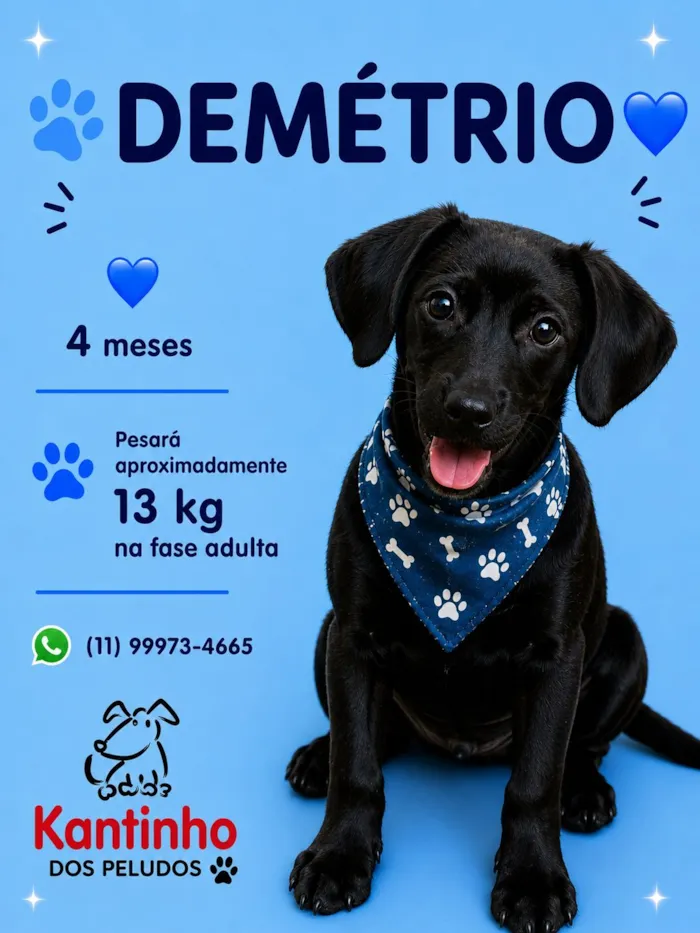 Cachorro raça SRD-ViraLata idade 2 a 6 meses nome Demétrio 