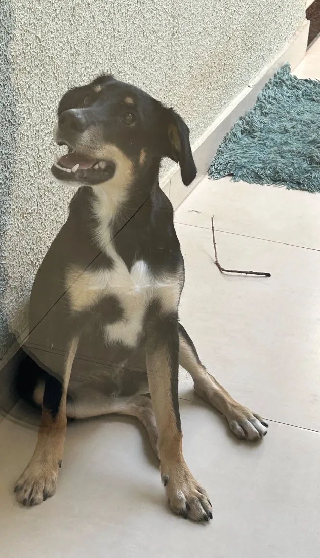 Cachorro raça SRD-ViraLata idade 7 a 11 meses nome Bolt