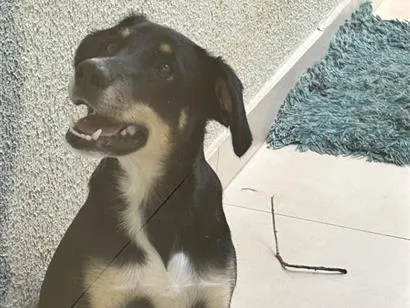 Cachorro raça SRD-ViraLata idade 7 a 11 meses nome Bolt