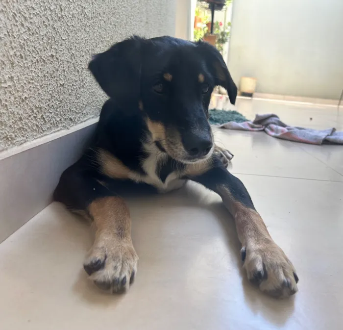 Cachorro raça SRD-ViraLata idade 7 a 11 meses nome Bolt