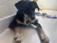 Bolt