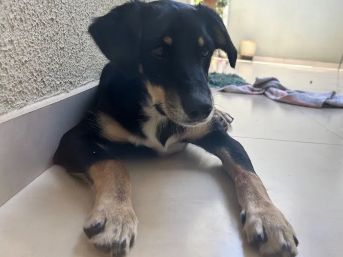 Cachorro raça SRD-ViraLata idade 7 a 11 meses nome Bolt