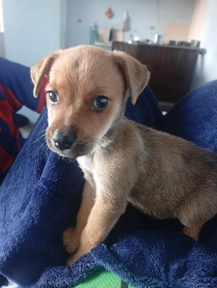 Cachorro raça SRD-ViraLata idade 2 a 6 meses nome Max 