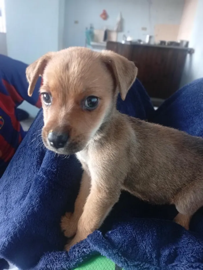 Cachorro raça SRD-ViraLata idade 2 a 6 meses nome Max 