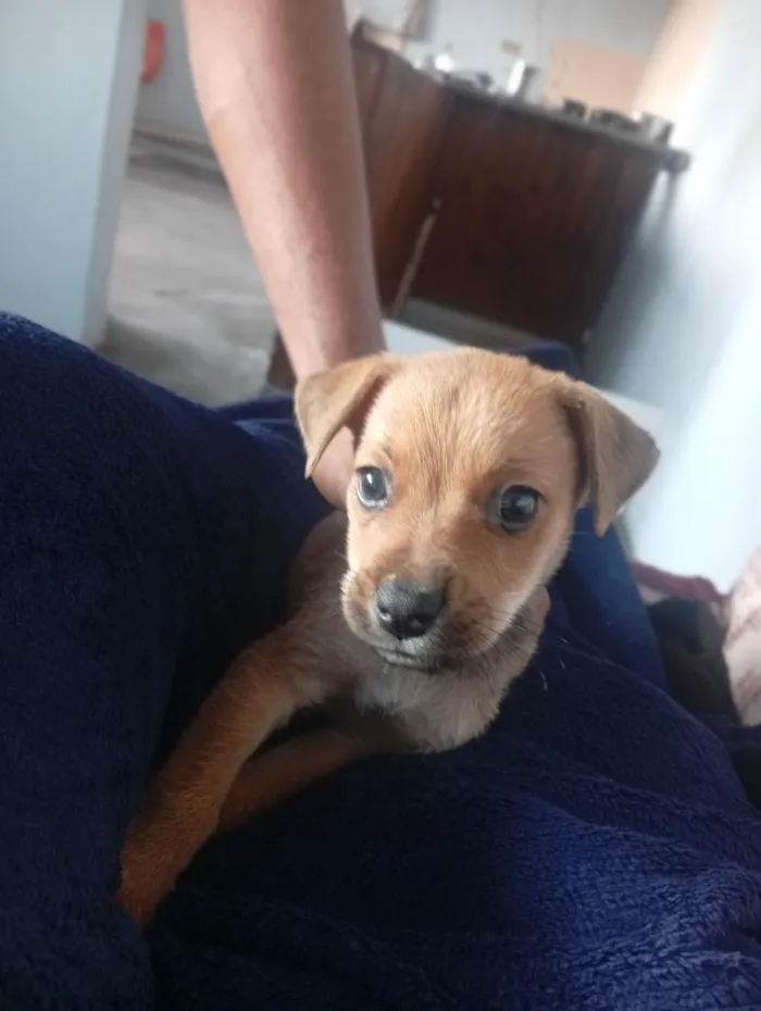 Cachorro raça SRD-ViraLata idade 2 a 6 meses nome Max 