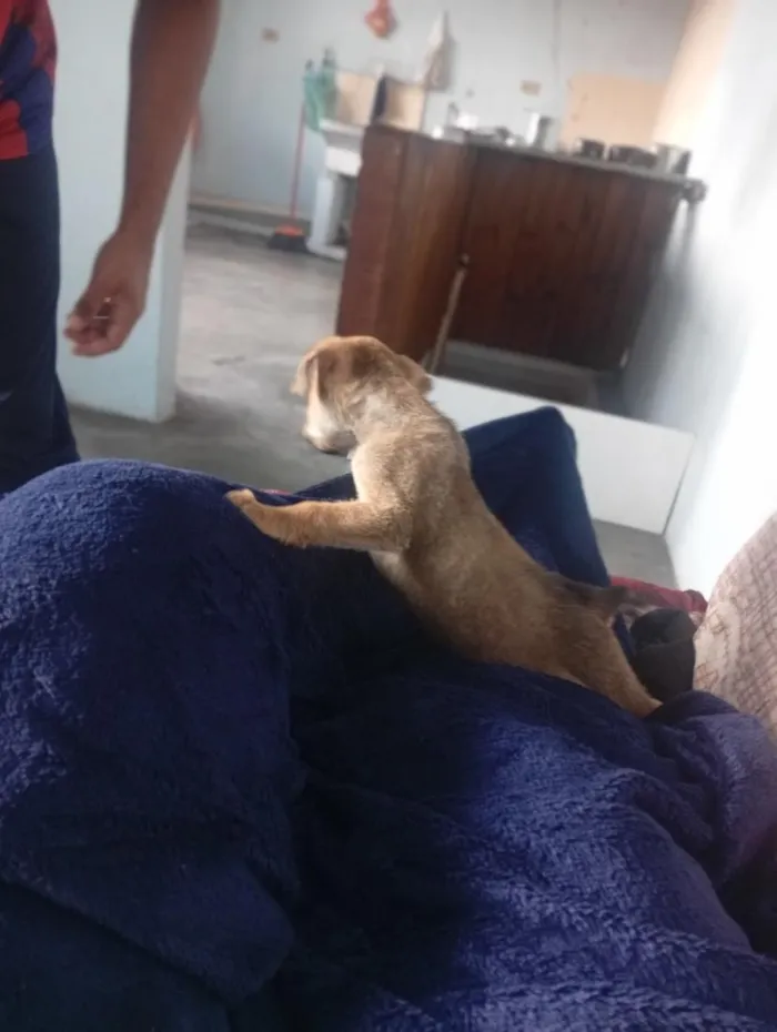Cachorro raça SRD-ViraLata idade 2 a 6 meses nome Max 