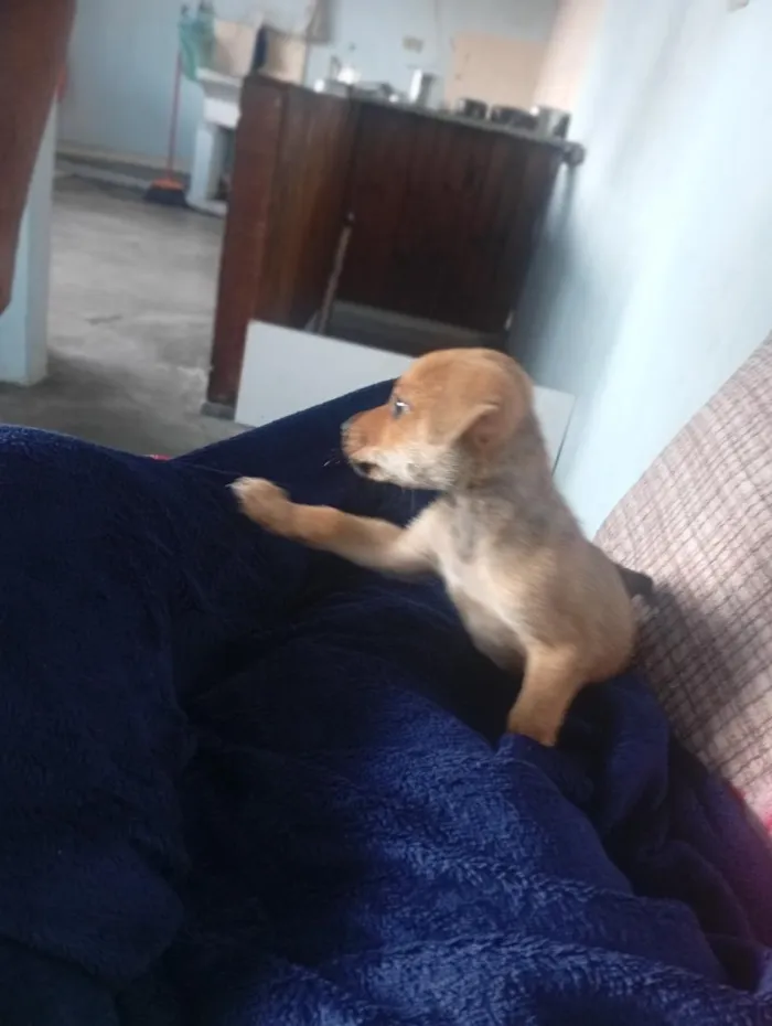 Cachorro raça SRD-ViraLata idade 2 a 6 meses nome Max 