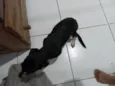 nao sei o verdadeiro eu chamo ela de tulipa 