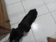 nao sei o verdadeiro eu chamo ela de tulipa 