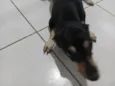 nao sei o verdadeiro eu chamo ela de tulipa 