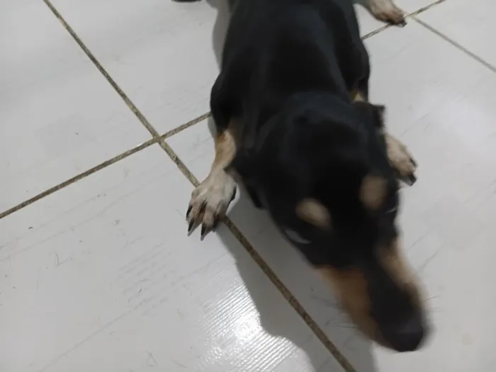 Cachorro raça SRD-ViraLata idade 1 ano nome nao sei o verdadeiro eu chamo ela de tulipa 