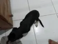 nao sei o verdadeiro eu chamo ela de tulipa 