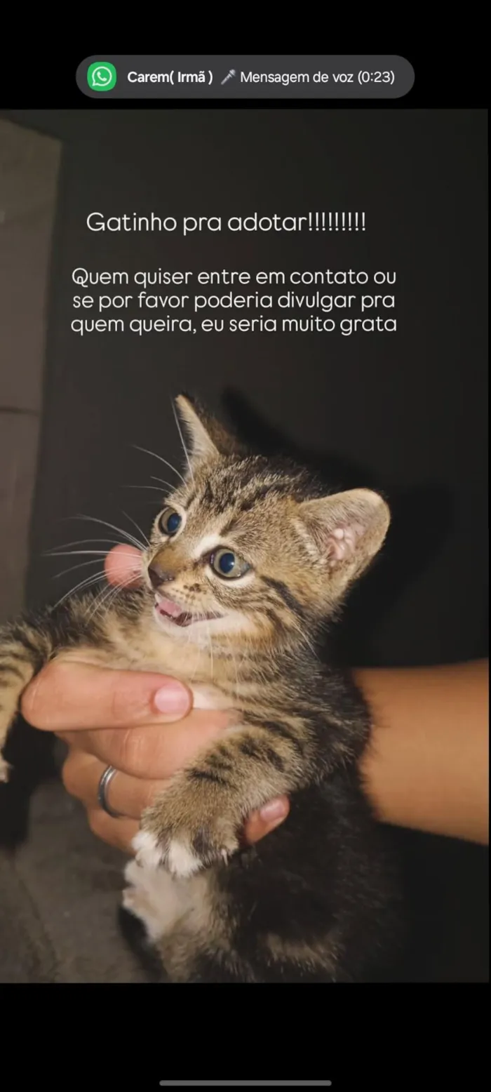 Gato raça SRD-ViraLata idade Abaixo de 2 meses nome kariane lima
