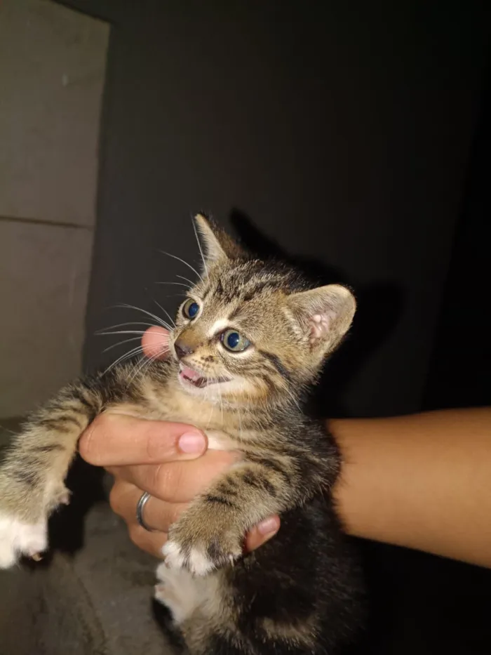 Gato raça SRD-ViraLata idade Abaixo de 2 meses nome kariane lima