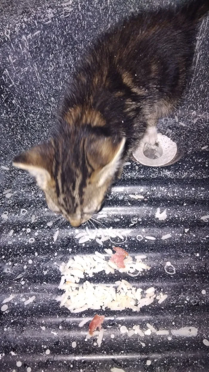 Gato raça SRD-ViraLata idade Abaixo de 2 meses nome kariane lima