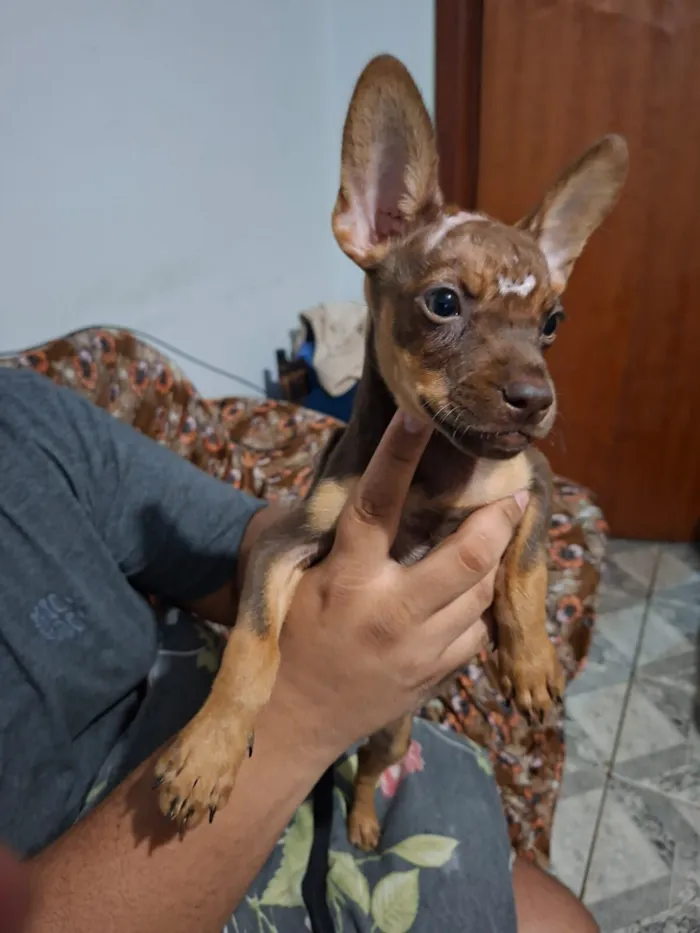 Cachorro raça SRD idade 2 a 6 meses nome Sem nome