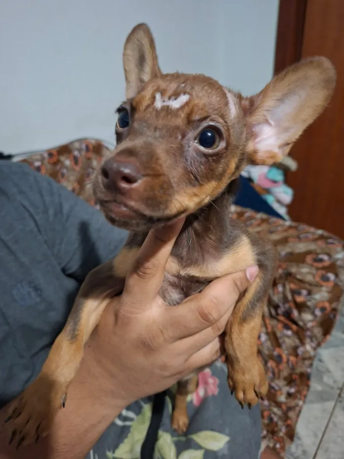 Cachorro raça SRD idade 2 a 6 meses nome Sem nome
