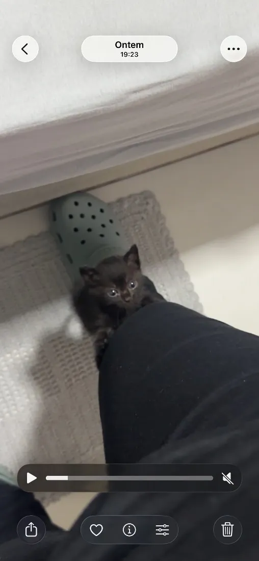 Gato raça SRD-ViraLata idade 2 a 6 meses nome Ozzy