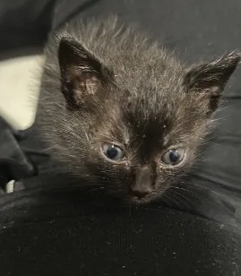 Gato raça SRD-ViraLata idade 2 a 6 meses nome Ozzy