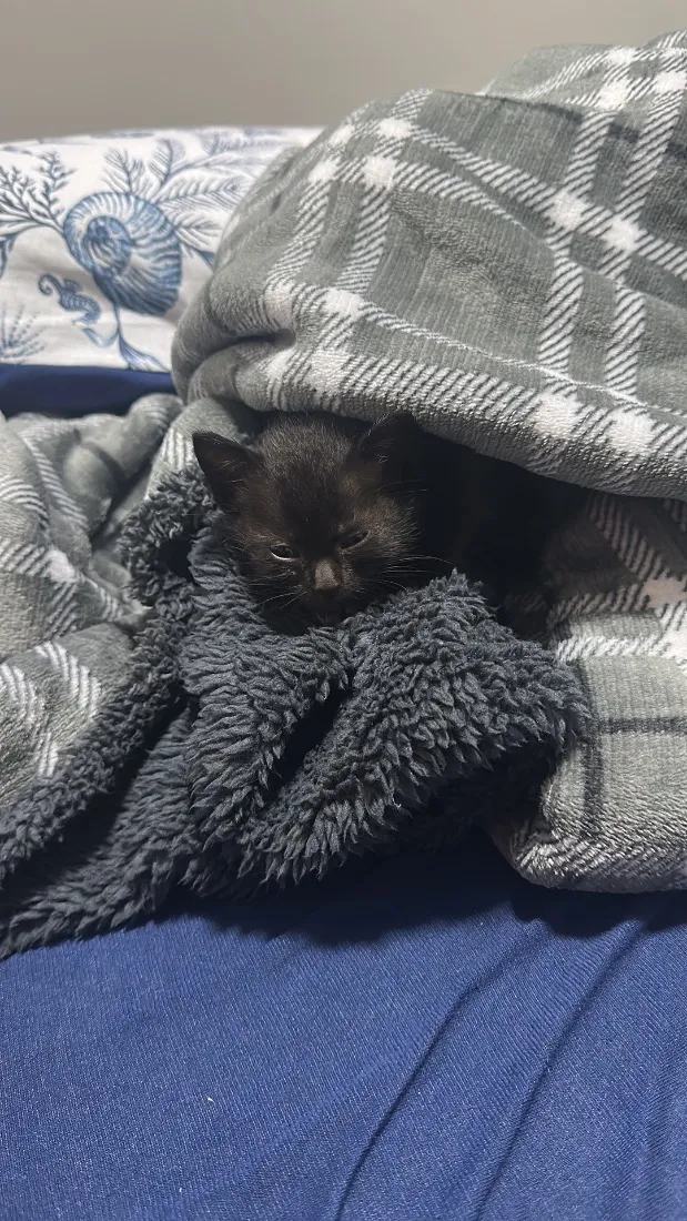 Gato raça SRD-ViraLata idade 2 a 6 meses nome Ozzy