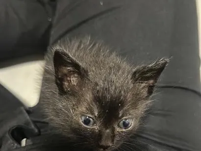 Gato raça SRD-ViraLata idade 2 a 6 meses nome Ozzy