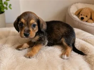 Cachorro raça SRD-ViraLata idade Abaixo de 2 meses nome dog