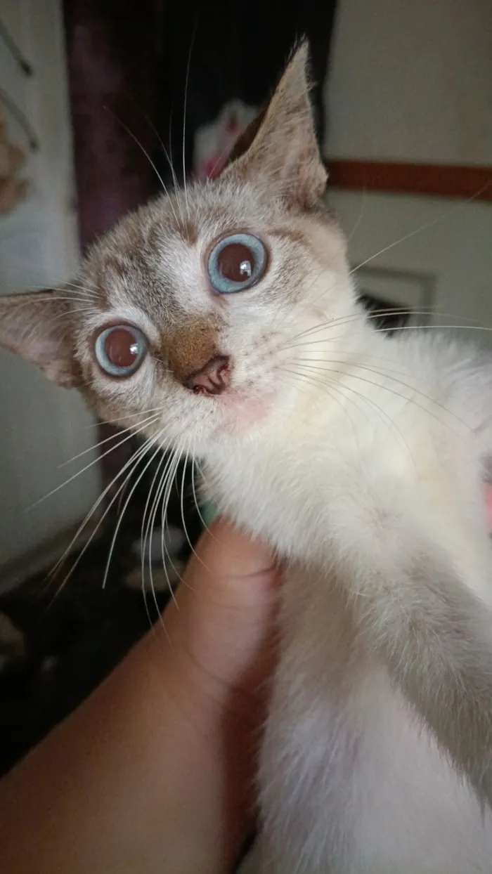 Gato raça SRD-ViraLata idade 2 a 6 meses nome Marie