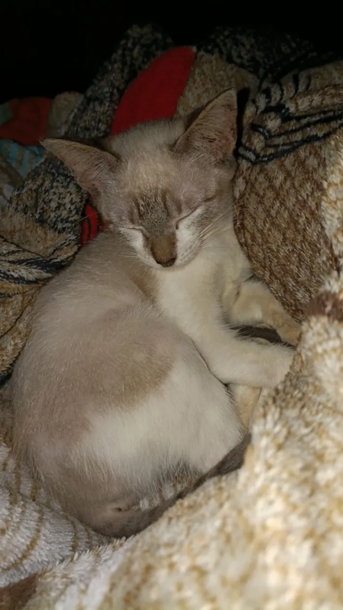 Gato raça SRD-ViraLata idade 2 a 6 meses nome Marie