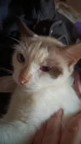 Pompom